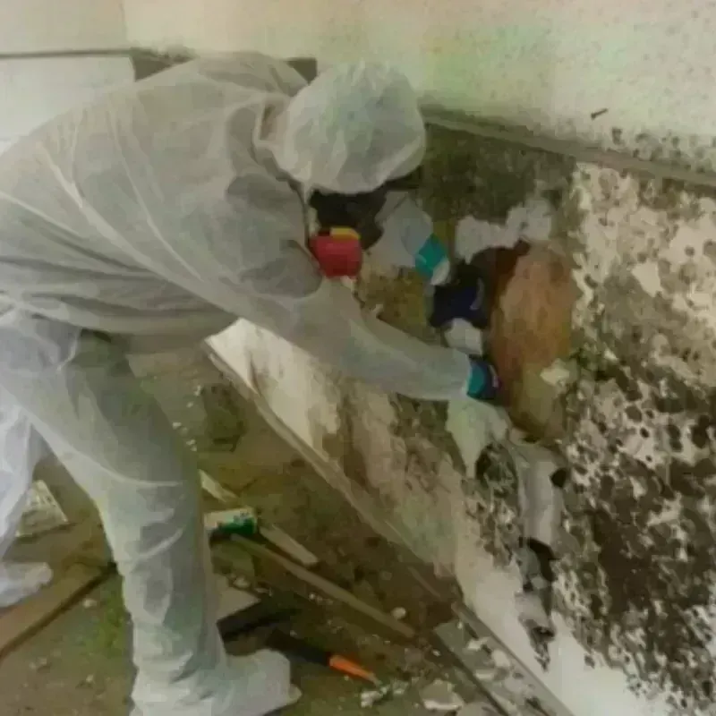 Mold Remediation and Removal in Taylors, SC